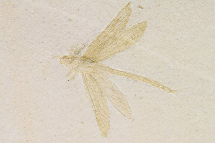 Fossil Dragonfly (Tharsophlebia) - Solnhofen Limestone #92468